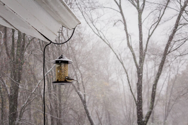 野生动物一只可爱的红雀在冬天的一天选择性聚焦拍摄雪花冬天的鸟脖子