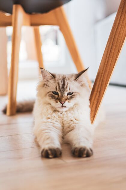 哺乳动物可爱的毛茸茸的家猫坐在地板上纯种自然爱