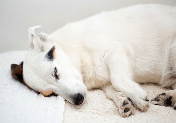 抽筋杰克罗素狗睡在房子里的白色沙发上沙发闭上眼睛放松