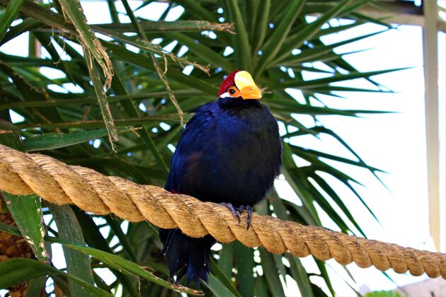 秋千一只蓝色的鸟坐在一根粗绳子和一些热带树木上的镜头森林羽毛动物