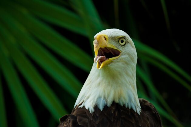 动物一只张开嘴的美国秃鹰的特写镜头美国栖息地猛禽