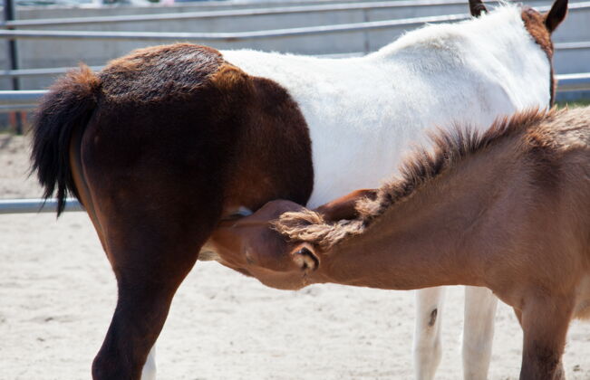动物小霍西对着马妈妈吮吸牛奶牛仔牲畜缰绳