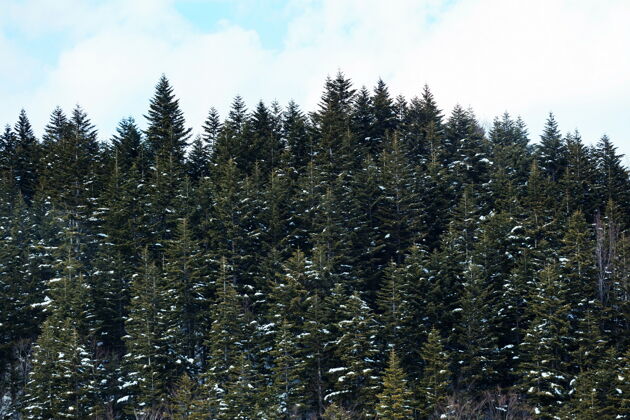 树枝在阳光明媚的日子里 高山上有着雪林的冬季景观乡村全景北方
