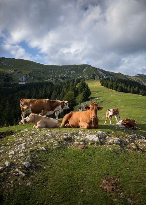 牛在多云的天空下 奶牛在走动的垂直镜头田野动物草