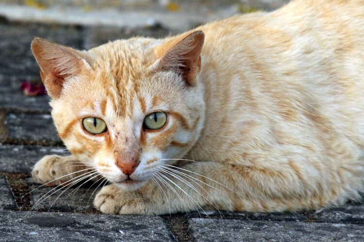 婴儿一只可爱的短毛猫盯着镜头的特写写真白色头发毛茸茸的