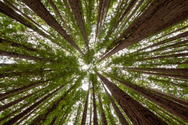 松红杉林中树木的低角度拍摄巨自然森林