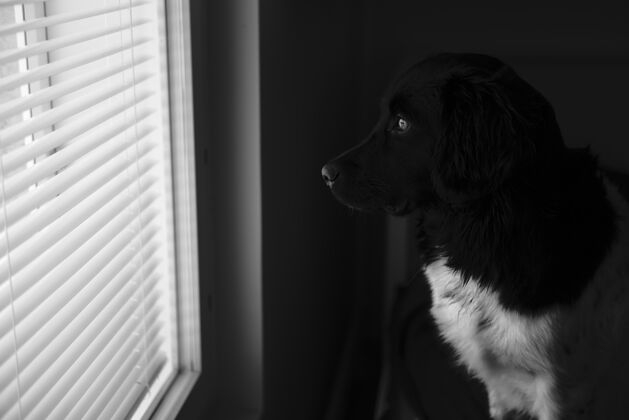 坐着选择性聚焦拍摄一只黑白相间的狗望着窗外白黑光