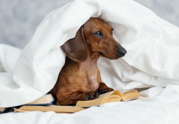 分类可爱的狗躺在床上看书教育文学信息