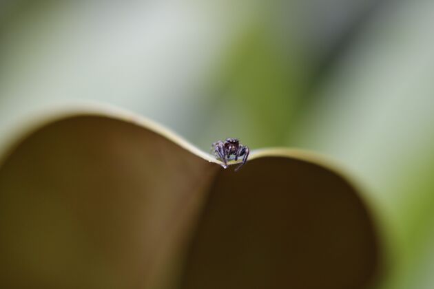 自然一个小蜘蛛在叶子上的特写镜头 背景模糊生物八蜘蛛
