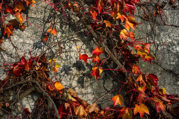 藤蔓混凝土墙上的一棵红藤蔓植物特写镜头秋天花园特写