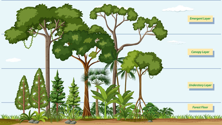 教育层层叠叠的热带雨林空气系统背景