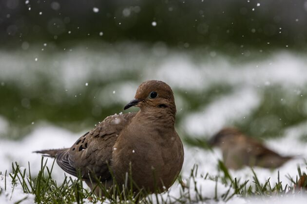 环境雪天草地上鸽子选择性聚焦拍摄寒冷自然美丽