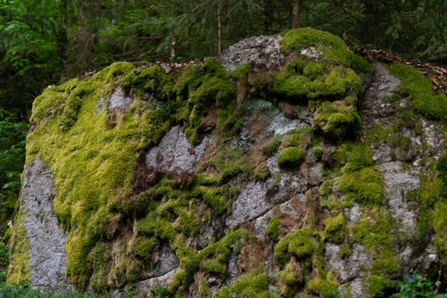 木材森林里一块被绿色苔藓覆盖的大石头的特写镜头树花表面