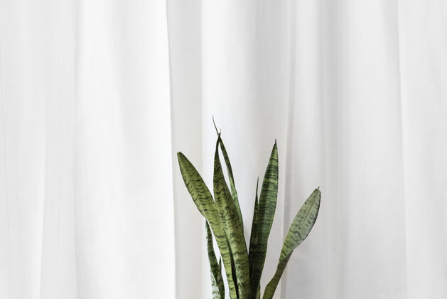 素色新鲜的蛇在一个普通的白色窗帘前植物新鲜白色窗帘衣服