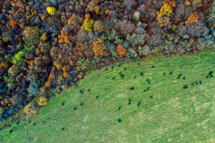 季节空中拍摄的一个领域与彩色树木在森林里树木森林空中