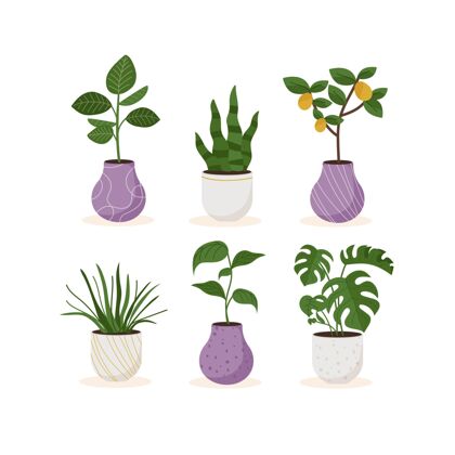 植物收藏平面设计室内植物系列盆栽室内植物收藏