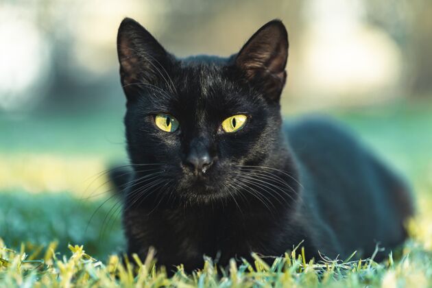 背景绿眼黑猫躺在草地上花园躺着可爱