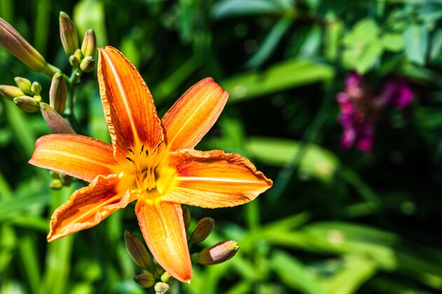 花瓣一个橙色百合花（黄花菜）在一个模糊的背景花园特写镜头开花明亮花园