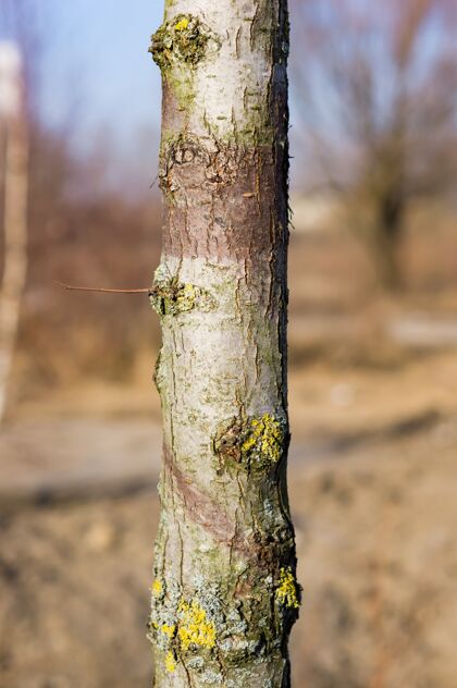 树枝垂直特写镜头的树干与真菌自然有机茎