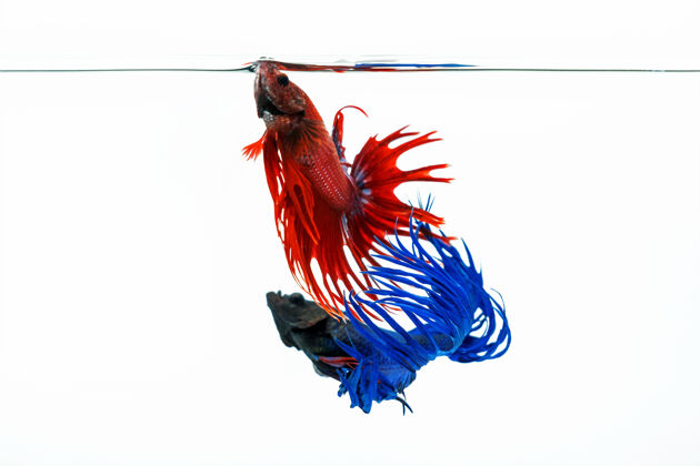 豪华蓝色和红色的贝塔鱼 白色背景上孤立的斗鱼暹罗行动运动
