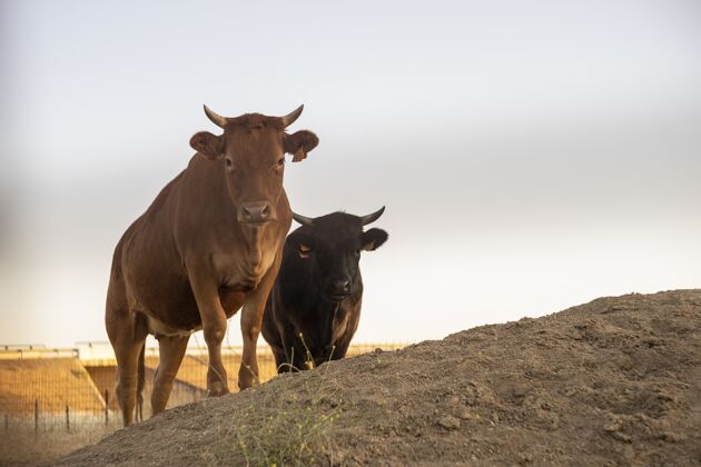 哺乳动物农场里棕色和黑色奶牛的特写镜头乡村农田草