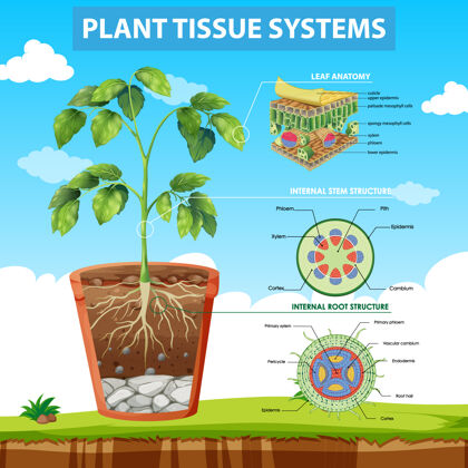 教育植物组织系统示意图解剖学科学卡通