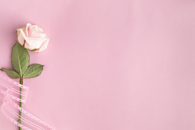 花节日框架 粉色墙上有一朵玫瑰顶视图 平面图复印空间玫瑰形状情人节