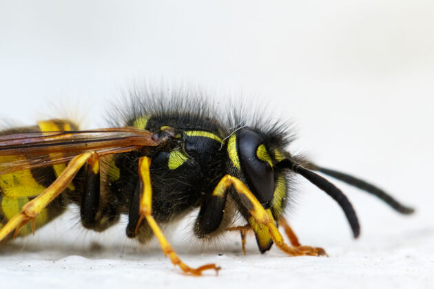 害虫一张纸黄蜂的单幅微距照片苍蝇危险条纹