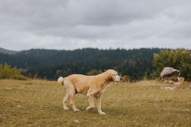 动物一只棕色金毛猎犬在球场上的选择性聚焦镜头纯种品种寻回犬