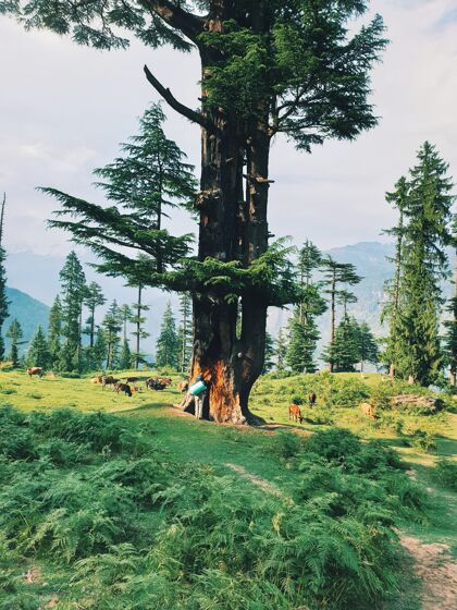 风景一个旅行者站在森林里的一棵大树旁欣赏美丽景色的垂直镜头冒险风景叶