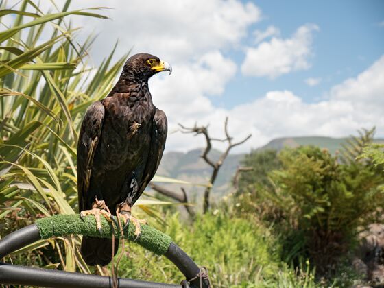 鸟黑鹰维罗站在钢筋上的特写镜头黑暗野生动物年轻