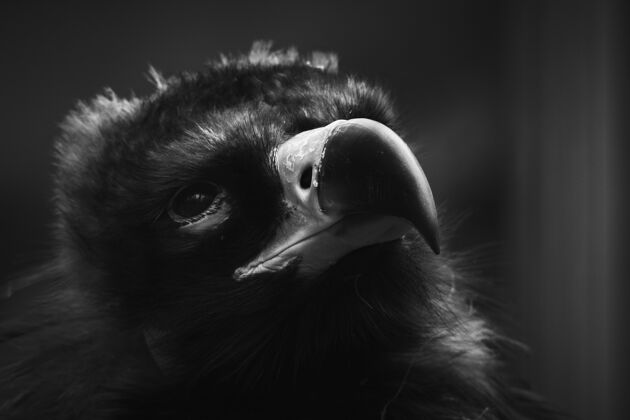 野生一只黑秃鹫的选择性聚焦镜头鸟类眼睛秃鹫