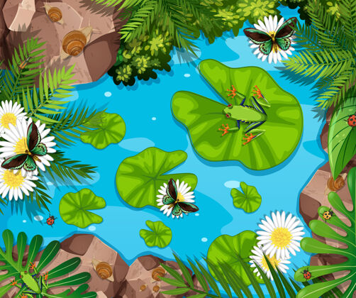 自然池塘里青蛙和荷叶的空中场景哺乳动物绿色风景