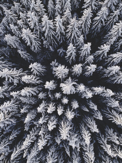 寒冷鸟瞰美丽的冬季景观与冷杉树覆盖在雪地上霜冻松树树