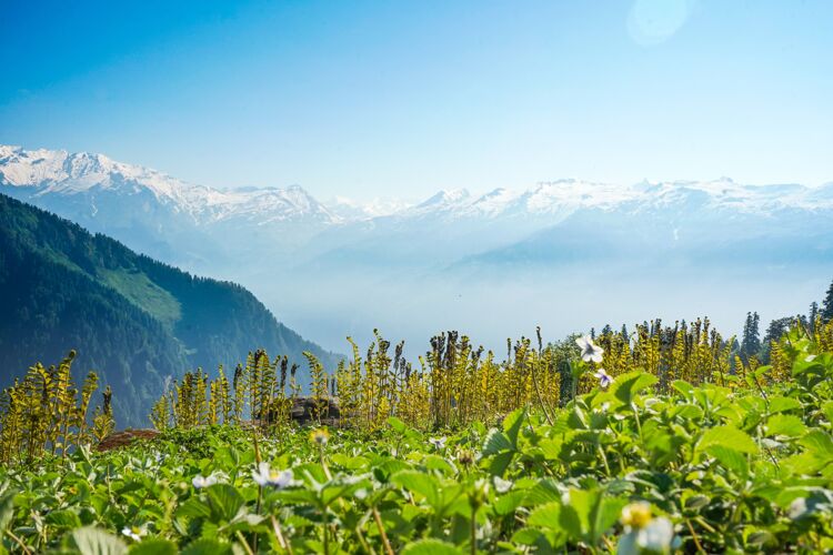 草地在阳光明媚的日子里 山上的美景尽收眼底风景顶部明亮