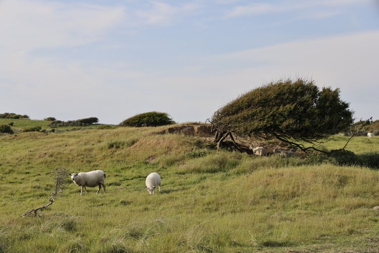 乡村在朗斯特鲁普的鲁布杰格 两只羊在白天吃草的美丽照片动物自然农田
