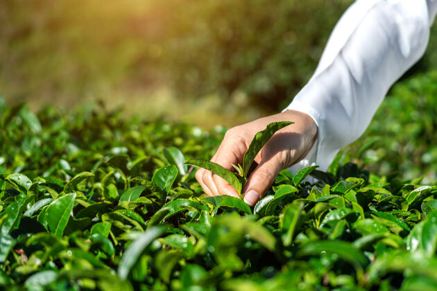 印度在绿茶农场手工采茶的女人收获农场采摘