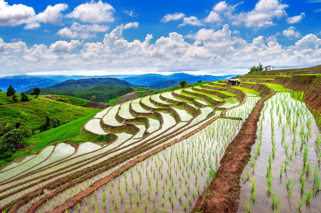 泰国泰国清迈banpabongpiang梯田泰国清迈水稻