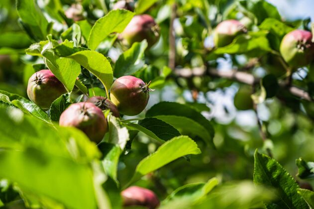 灌木在花园的树枝上拍摄半熟苹果的特写镜头农村苹果园艺