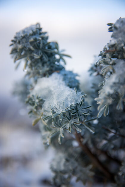 霜白色和绿色植物特写冰树自然