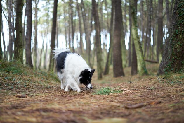 狗黑白边境牧羊犬在森林景观冠军小狗狗