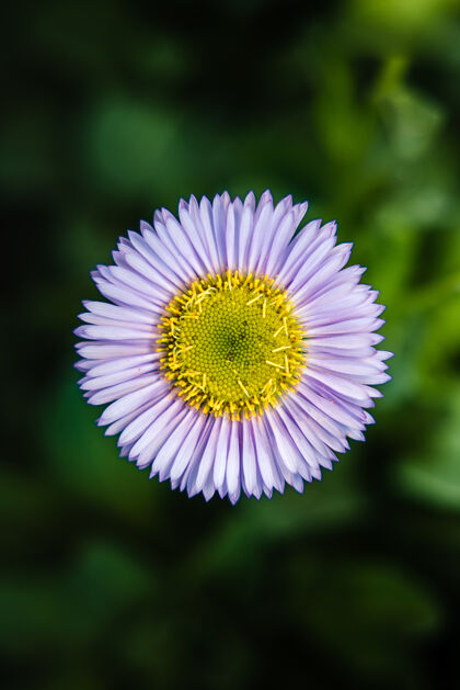花粉白色和紫色的花在倾斜移位镜头花雏菊花