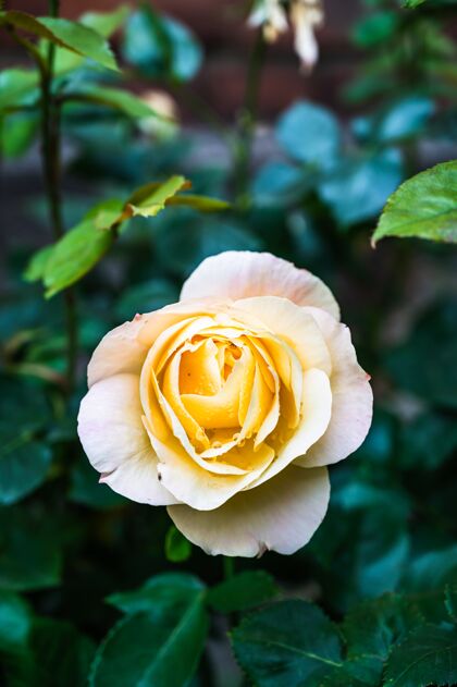 开花一个美丽的黄色玫瑰在花园里绽放的垂直特写镜头自然玫瑰环境
