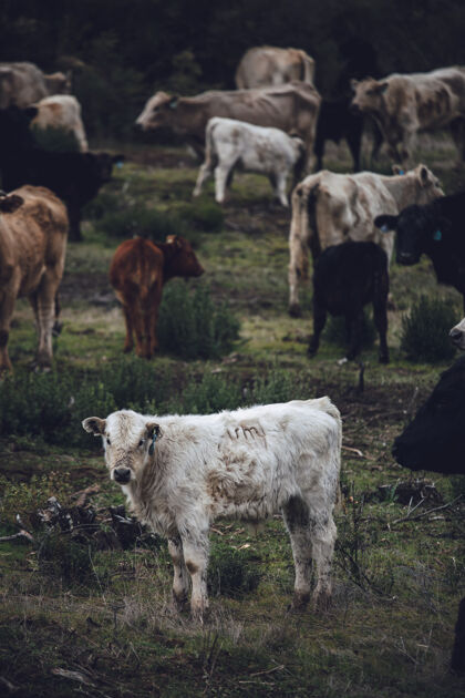 小牛白色和棕色的奶牛白天在绿色的草地上动物大象牛