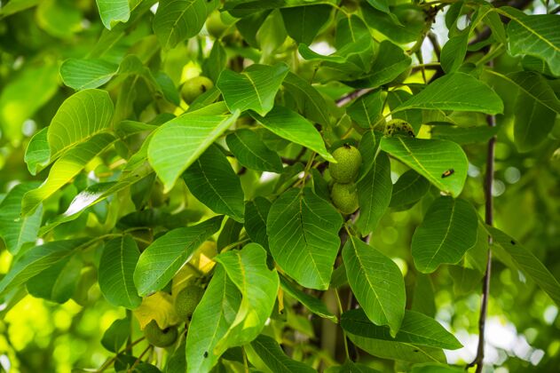 树叶特写镜头新鲜的绿色核桃幼果在树枝上核桃树枝健康