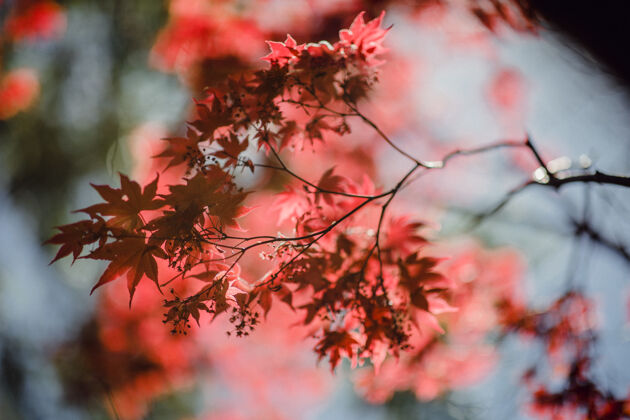 枫叶棕色叶子的选择性聚焦枫叶叶子树枝