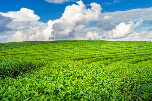 乡村绿茶芽和叶子早上的绿茶种植园自然背景土地向上亚洲