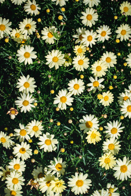 菊科白色和黑色的雏菊花开花地毯雏菊