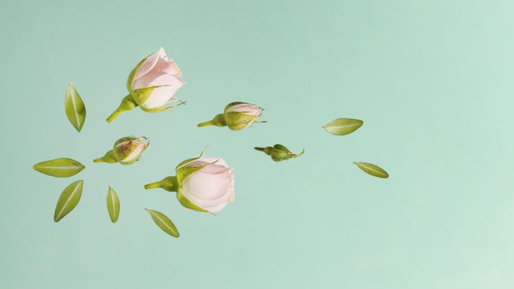 花瓣粉色春天玫瑰带叶子的顶视图玫瑰顶视图开花