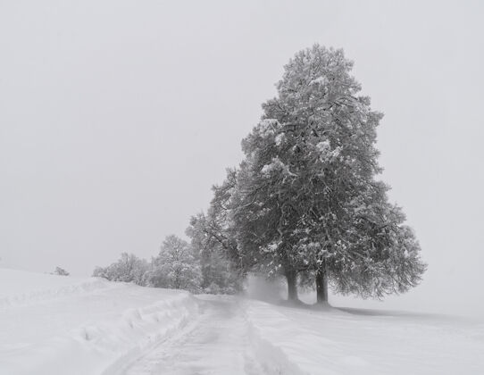 覆盖白天 雪地上的树被雪覆盖了雪冬天树